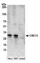 CWC15 Antibody - Detection of human CWC15 by western blot. Samples: Whole cell lysate (50 µg) from HeLa, HEK293T, and Jurkat cells prepared using NETN lysis buffer. Antibody: Affinity purified rabbit anti-CWC15 antibody used for WB at 0.4 µg/ml. Detection: Chemiluminescence with an exposure time of 3 minutes.