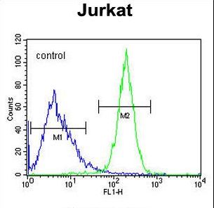 CWC22 Antibody - CWC22 Antibody flow cytometry of Jurkat cells (right histogram) compared to a negative control cell (left histogram). FITC-conjugated goat-anti-rabbit secondary antibodies were used for the analysis.