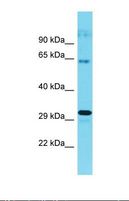 CWF19L1 Antibody - Western blot of Human Hela. CWF19L1 antibody dilution 1.0 ug/ml.  This image was taken for the unconjugated form of this product. Other forms have not been tested.