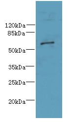 CWF19L1 Antibody - Western blot. All lanes: CWF19L1 antibody at 4 ug/ml+ Raji whole cell lysate Goat polyclonal to rabbit at 1:10000 dilution. Predicted band size: 61 kDa. Observed band size: 61 kDa.
