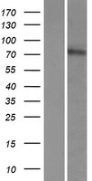 CWH43 Protein - Western validation with an anti-DDK antibody * L: Control HEK293 lysate R: Over-expression lysate