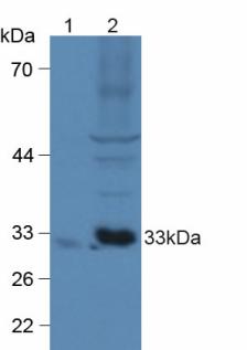 CX3CL1 / Fractalkine Antibody - Western Blot; Sample: Lane1: Mouse Brain Tissue; Lane2: Mouse Heart Tissue.