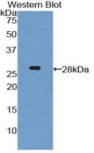 CX3CL1 / Fractalkine Antibody - Western blot of recombinant CX3CL1 / Fractalkine.  This image was taken for the unconjugated form of this product. Other forms have not been tested.