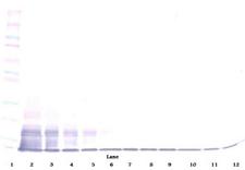 CX3CL1 / Fractalkine Antibody - Biotinylated Anti-Human Fractalkine (CX3CL1) Western Blot Unreduced
