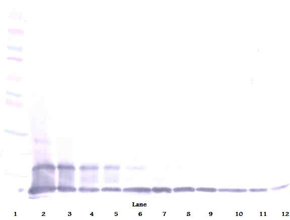CX3CL1 / Fractalkine Antibody - Biotinylated Anti-Human Fractalkine (CX3CL1) Western Blot Reduced
