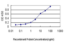CX3CL1 / Fractalkine Antibody - Detection limit for recombinant GST tagged CX3CL1 is approximately 0.3 ng/ml as a capture antibody.