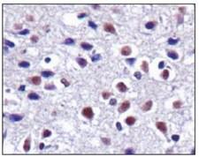 CX3CL1 / Fractalkine Antibody - Immunohistochemistry: CX3CL1 Antibody - Analysis of CX3CL in mouse brain.  This image was taken for the unconjugated form of this product. Other forms have not been tested.