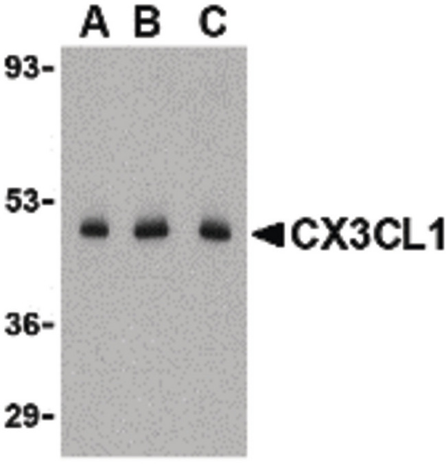 CX3CL1 / Fractalkine Antibody - Western blot of CX3CL1 in C2C12 cell lysate with CX3CL1 antibody at (A) 0.5, (B) 1 and (C) 2 mg/ml.
