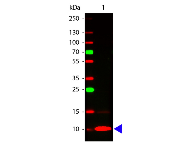 CX3CL1 / Fractalkine Antibody - Western Blot of rabbit anti-Fractalkine antibody. Lane 1: Human Fractalkine Recombinant Protein. Lane 2: None. Load: 50 ng per lane. Primary antibody: Fractalkine antibody at 1:1,000 for overnight at 4°C. Secondary antibody: DyLight 649 rabbit secondary antibody at 1:20,000 for 30 min at RT. Block: MB-070 for 30 min at RT. Predicted/Observed size: 9 kDa, 9 kDa for Human Fractalkine. Other band(s): None.