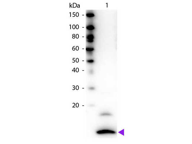 CX3CL1 / Fractalkine Antibody - Western blot of Biotin conjugated Rabbit Anti-Fractalkine primary antibody. Lane 1: Human Fractalkine. Lane 2: None. Load: 50 ng per lane. Primary antibody: Fractalkine Biotin conjugated antibody at 1:1,000 for 60 min at RT. Secondary antibody: Peroxidase streptavidin secondary antibody at 1:40,000 for 30 min at RT. Blocking: MB-070 for 30 min at RT. Observed/Predicted size: 9 kDa, 9 kDa for Human Fractalkine. Other band(s): None. This image was taken for the unconjugated form of this product. Other forms have not been tested.