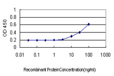 CX3CR1 Antibody - Detection limit for recombinant GST tagged CX3CR1 is approximately 10 ng/ml as a capture antibody.