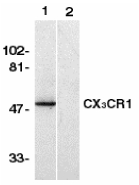 CX3CR1 Antibody - Western blot of CX3CR1 in human spleen lysate with CX3CR1 antibody in the absence (lane 1) or presence of blocking peptide (lane 2).