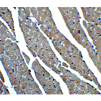 CX3CR1 Antibody - Immunohistochemistry of CX3CR1 in mouse heart tissue with CX3CR1 antibody at 2 µg/ml.