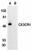 CX3CR1 Antibody - Western blot of CX3CR1 in THP-1 cell lysate in the absence (A) or presence (B) of blocking peptide with CX3CR1 antibody at 1 ug/ml.