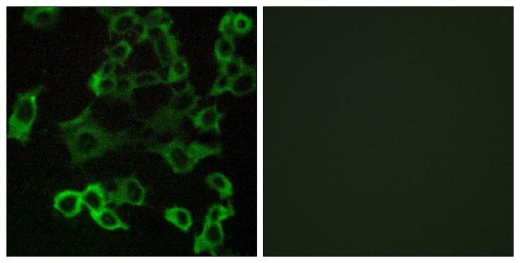CX3CR1 Antibody - Peptide - + Immunofluorescence analysis of COS-7 cells, using CX3CR1 antibody.