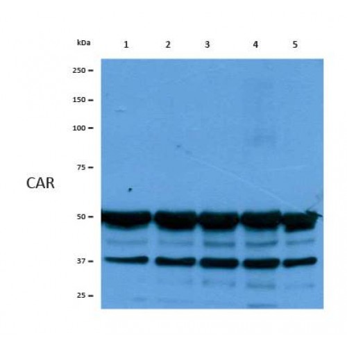 CXADR Antibody - Western blot of CAR antibody