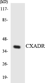 CXADR Antibody - Western blot analysis of the lysates from HeLa cells using CXADR antibody.