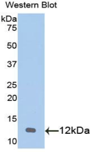 CXCL1 / GRO Alpha Antibody - Western blot of recombinant GRO / CXCL1.  This image was taken for the unconjugated form of this product. Other forms have not been tested.