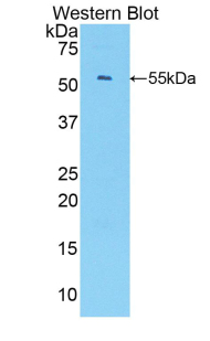 CXCL1 / GRO Alpha Antibody - Western blot of GRO / CXCL1 antibody.