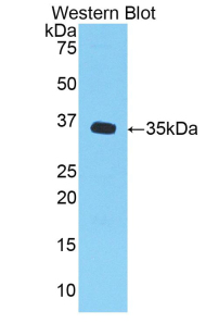 CXCL1 / GRO Alpha Antibody - Western blot of GRO / CXCL1 antibody.