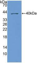 CXCL1 / GRO Alpha Antibody - Western Blot; Sample: Recombinant NAP3, Human.