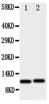 CXCL1 / GRO Alpha Antibody - Anti-GRO alpha antibody, Western blotting All lanes: Anti GRO alpha at 0.5ug/ml Lane 1: HELA Whole Cell Lysate at 40ug Lane 2: JURKAT Whole Cell Lysate at 40ug Predicted bind size: 11KD Observed bind size: 11KD
