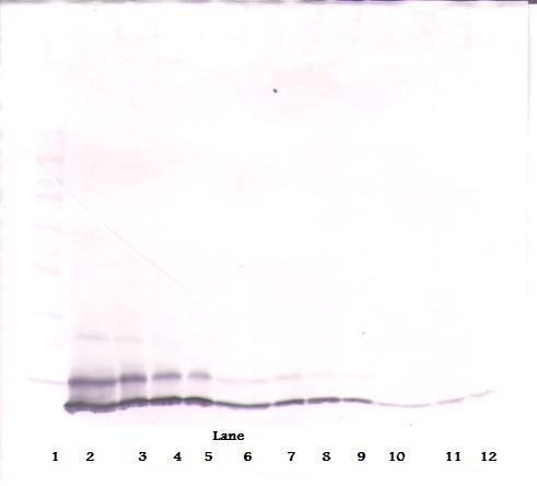 CXCL1 / GRO Alpha Antibody - Western Blot (reducing) of GRO / CXCL1 antibody. This image was taken for the unconjugated form of this product. Other forms have not been tested.