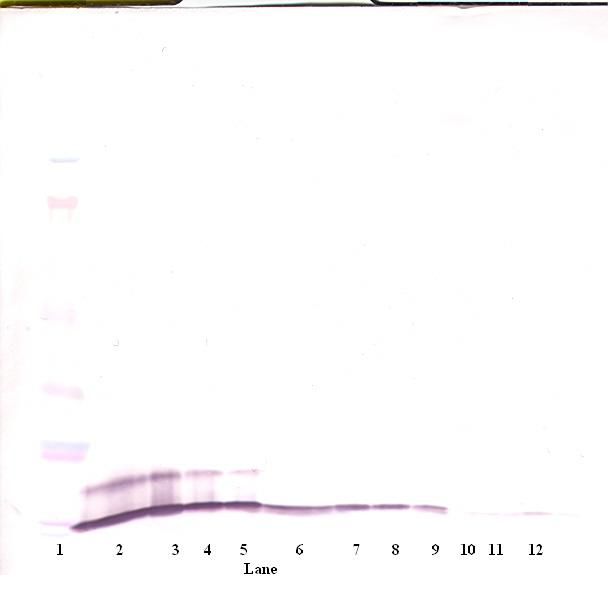 CXCL1 / GRO Alpha Antibody - Western Blot (reducing) of GRO / CXCL1 antibody. This image was taken for the unconjugated form of this product. Other forms have not been tested.