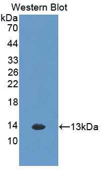 CXCL1 / GRO Alpha Antibody