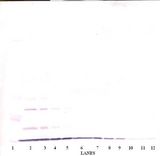 CXCL1 / GRO Alpha Antibody - Western Blot (non-reducing) of GRO / CXCL1 antibody. This image was taken for the unconjugated form of this product. Other forms have not been tested.