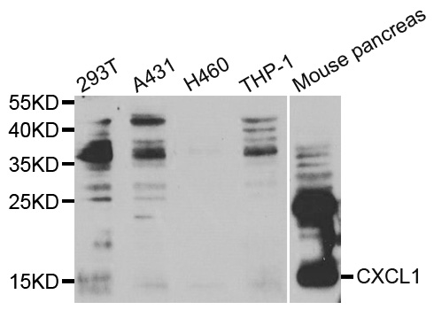 CXCL1 / GRO Alpha Antibody - Western blot analysis of extracts of various cell lines, using CXCL1 antibody.