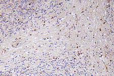 CXCL1 / GRO Alpha Antibody - IHC of GRO (P88) pAb at 1:50 in paraffin-embedded human brain tissue.