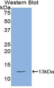 CXCL10 / IP-10 Antibody - Western blot of recombinant IP-10 / CXCL10.