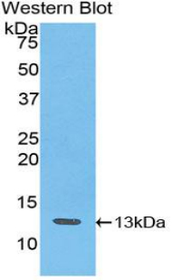 CXCL10 / IP-10 Antibody - Western blot of recombinant IP-10 / CXCL10.  This image was taken for the unconjugated form of this product. Other forms have not been tested.