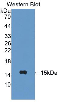 CXCL10 / IP-10 Antibody - Western Blot; Sample: Recombinant IP10, Mouse.