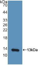 CXCL10 / IP-10 Antibody - Western Blot; Sample: Recombinant IP10, Human.