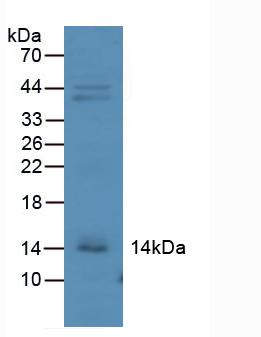 CXCL10 / IP-10 Antibody - Western Blot; Sample: Mouse Kidney Tissue.