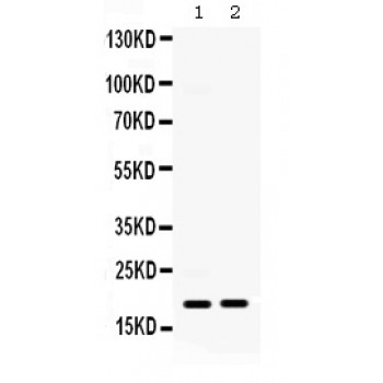 CXCL10 / IP-10 Antibody - IP10 antibody Western blot. All lanes: Anti IP10 at 0.5 ug/ml. Lane 1: Mouse Ovary Tissue Lysate at 50 ug. Lane 2: HEPA Whole Cell Lysate at 40 ug. Predicted band size: 19 kD. Observed band size: 19 kD.