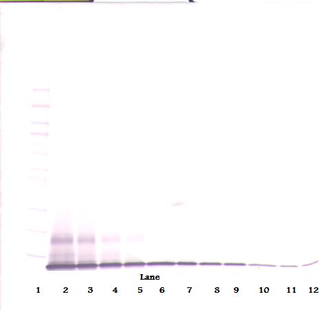 CXCL10 / IP-10 Antibody - Western Blot (non-reducing) of IP-10 / CXCL10 antibody. This image was taken for the unconjugated form of this product. Other forms have not been tested.