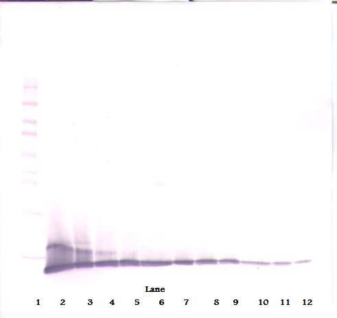 CXCL10 / IP-10 Antibody - Western Blot (reducing) of IP-10 / CXCL10 antibody. This image was taken for the unconjugated form of this product. Other forms have not been tested.
