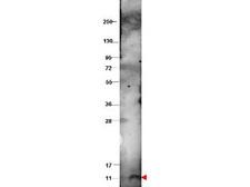 CXCL10 / IP-10 Antibody - Western blot using the protein-A purified anti-bovine CXCL10 antibody shows detection of recombinant bovine CXCL10 at 9.3 kDa (arrowhead) raised in yeast. The protein was purified and resolved by SDS-PAGE, then transferred to PVDF membrane. Membrane was blocked with 3% BSA (BSA-30, diluted 1:10), and probed with 1 µg/mL primary antibody overnight at 4°C. After washing, membrane was probed with for 45 min at room temperature.