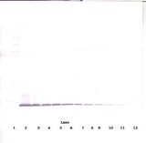 CXCL10 / IP-10 Antibody - Western Blot (non-reducing) of IP-10 / CXCL10 antibody. This image was taken for the unconjugated form of this product. Other forms have not been tested.
