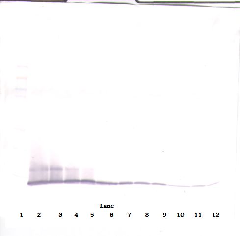 CXCL10 / IP-10 Antibody - Western Blot (reducing) of IP-10 / CXCL10 antibody. This image was taken for the unconjugated form of this product. Other forms have not been tested.