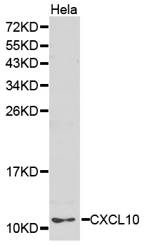 CXCL10 / IP-10 Antibody - Western blot analysis of extracts of HeLa cells, using CXCL10 antibody. The secondary antibody used was an HRP Goat Anti-Rabbit IgG (H+L) at 1:10000 dilution. Lysates were loaded 25ug per lane and 3% nonfat dry milk in TBST was used for blocking.