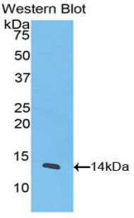 CXCL11 Antibody - Western blot of recombinant CXCL11.