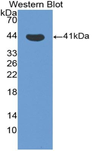 CXCL11 Antibody - Western blot of recombinant CXCL11.