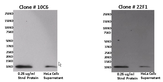 CXCL11 Antibody - WB using CXCL11 / ITAC Coating Antibody (10C6)