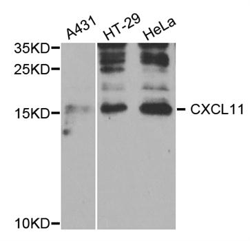 CXCL11 Antibody - Western blot analysis of extracts of various cell lines.