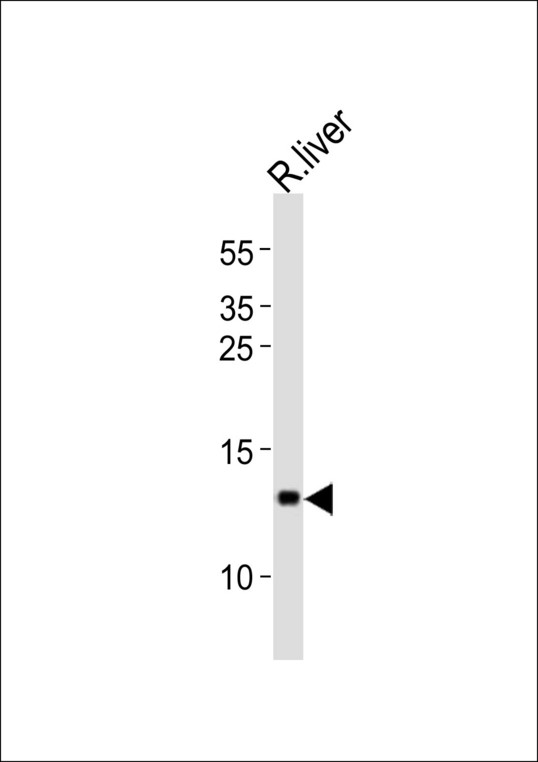 CXCL11 Antibody - Western blot of lysate from rat liver tissue lysate, using CXCL11 antibody diluted at 1:1000. A goat anti-rabbit IgG H&L (HRP) at 1:10000 dilution was used as the secondary antibody. Lysate at 20 ug.