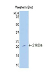 Cxcl15 Antibody - Western blot of recombinant Cxcl15.  This image was taken for the unconjugated form of this product. Other forms have not been tested.
